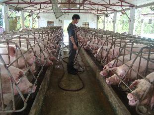 Thủ tướng Chính phủ giao NHNN hướng dẫn các TCTD giãn nợ, miễn giảm lãi vay chăn nuôi lợn